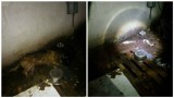 Pies przetrzymywany w koszmarnych warunkach u zbiegu ulic Stodólnej i Okrężnej we Włocławku