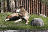 Wrocław. Wilki z naszego zoo mają nowy dom. Zobacz! 