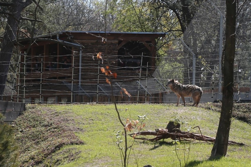 Wrocław. Wilki z naszego zoo mają nowy dom. Zobacz! 