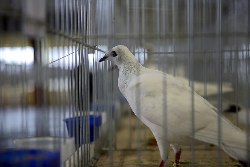 Wystawa gołębi w Moszczenicy