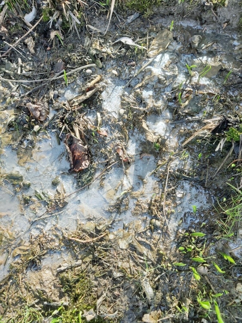 W Nowym Targu znowu płyną ścieki. Nieczystości zalewają ogródki działkowe