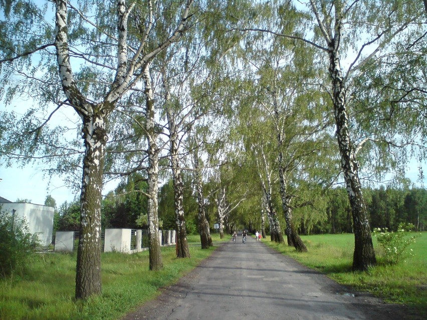 Wycinają drzewa w słynnej "alei brzozowej" w Częstochowie....