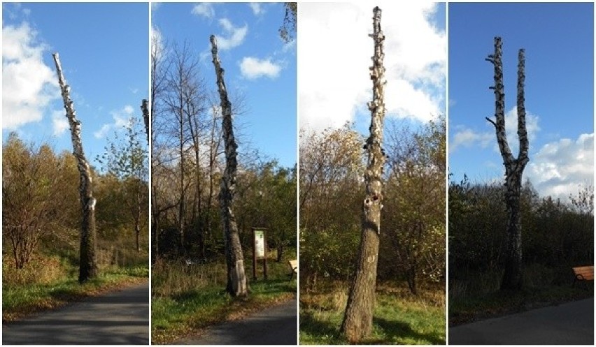 Wycinają drzewa w słynnej "alei brzozowej" w Częstochowie....