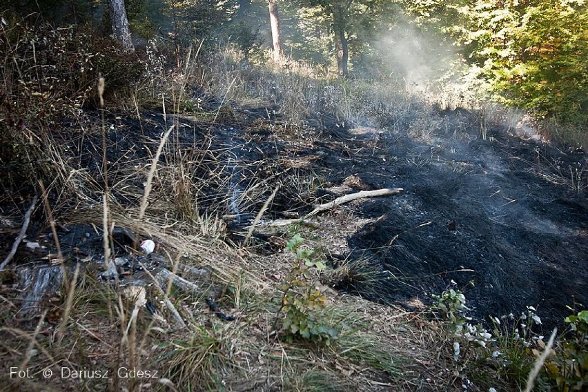 Wałbrzyscy strażacy ugasili pożar lasu, który wybuchł na...