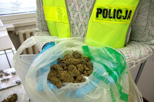 Zabezpieczony susz trafił w ręce ekspertów z Laboratorium Kryminalistycznego KWP w Bydgoszczy, którzy potwierdzili, że to marihuana.