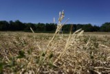 Rolnicy mogą zgłosić szkody w uprawach rolnych spowodowane suszą 