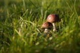 W powiecie średzkim rozpoczyna się sezon dla grzybiarzy. Czy można już znaleźć grzyby w okolicach Brodowa?