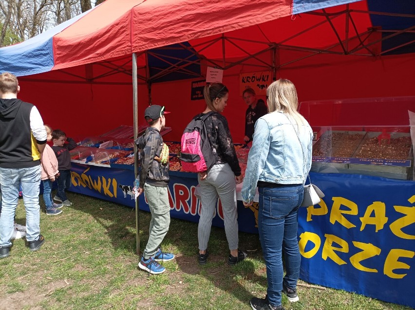 W Parku Leśnym rozpoczął się 9. Lubiński Festiwal Kwiatów i Roślin. Co można zjeść na Festiwalu i jaka jest oferta gastronomiczna