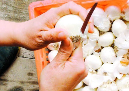 Mieszkańcy gminy Czersk znaleźli sposób na problemy finansowe swoich rodzin - obierają cebulę. Fot. Maria Sowisło