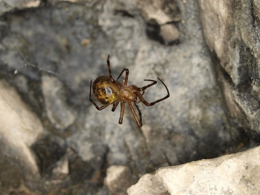 Sieciarz jaskiniowy to największy pająk w Polsce, który w...