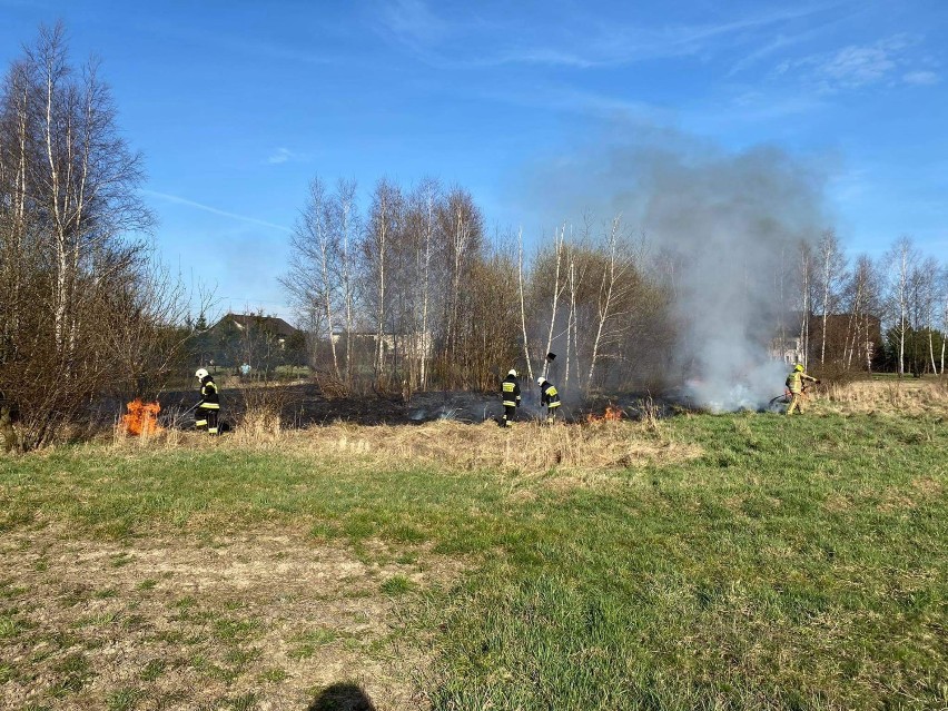 Skutki wypalnia traw w gminie Brzeźnica