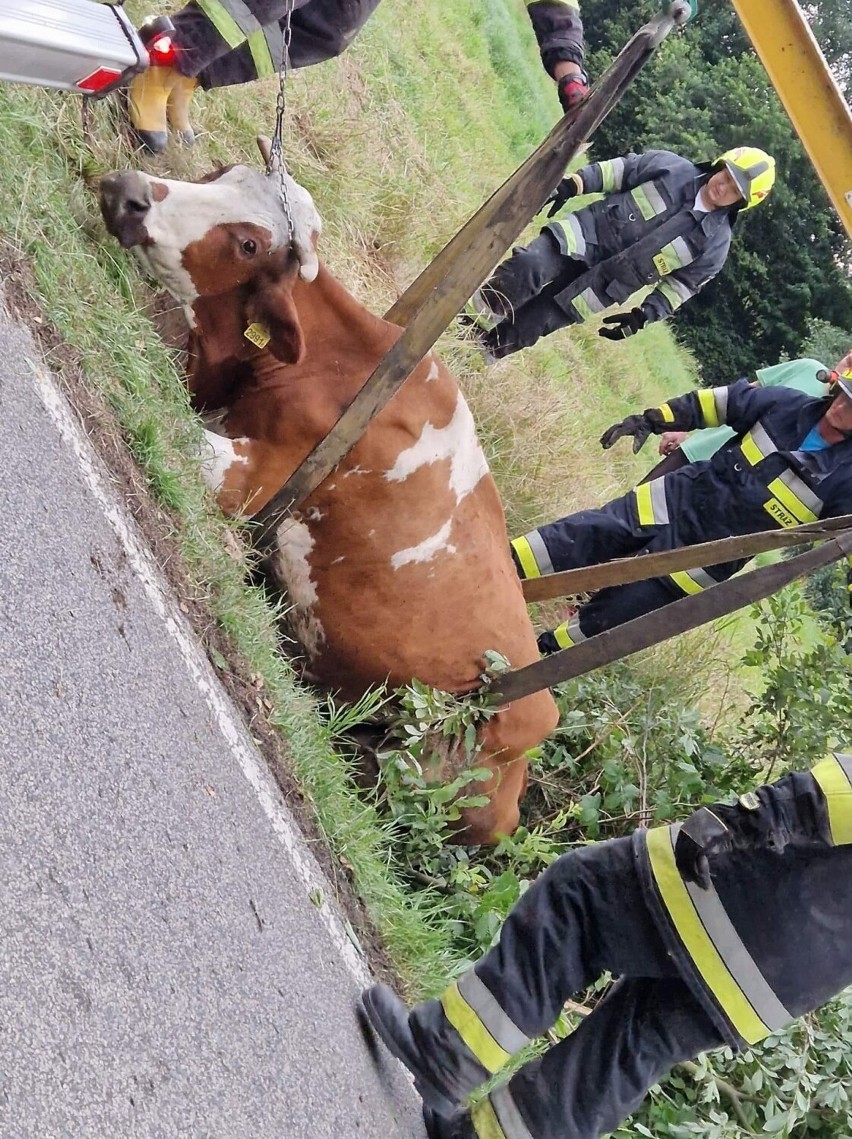 Nowa Wieś. Strażacy ratowali krowę uwięzioną w głębokim rowie 