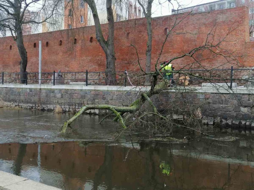 Ale lipa! Wyciągnęli drzewo z Iny w centrum Goleniowa