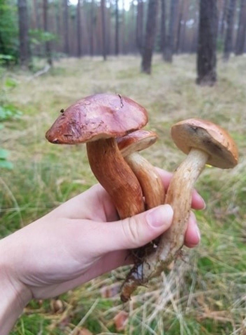 Wysyp grzybów w lasach w Załomiu pod Szczecinem. Zobacz zdjęcia z grzybobrania