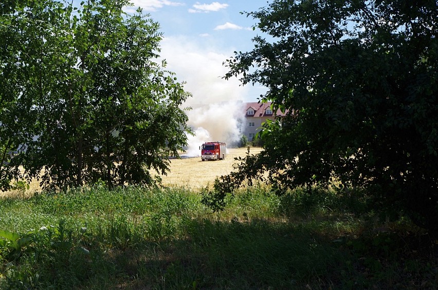 Pożar na Piekarach! Płonęło pole przy ul. Sikorskiego w Legnicy