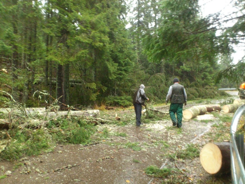 Tatry: powalone drzewa na szlaku do Morskiego Oka