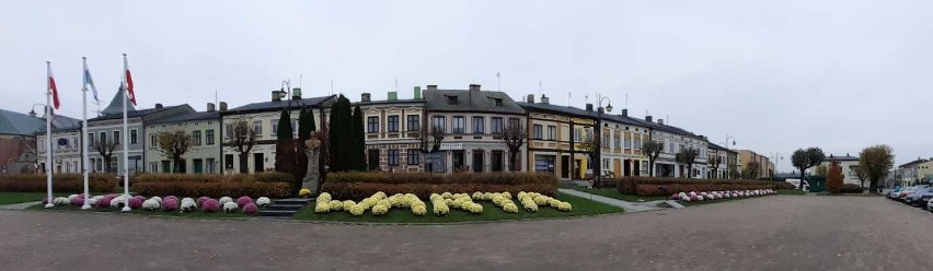 Święto Niepodległości.Chryzantemy w centrum Warty