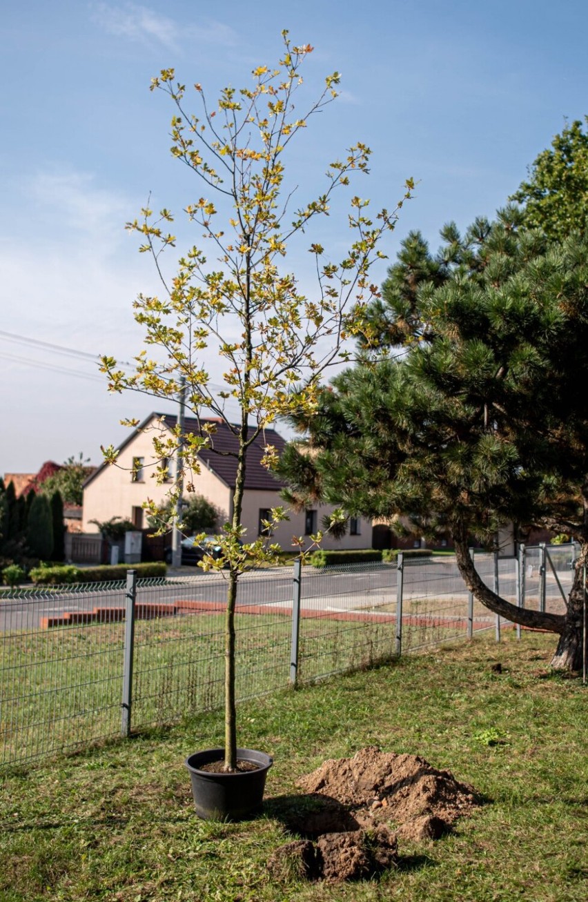 45 drzew na 45-lecie szkoły. ZS Krzywiń świętuje