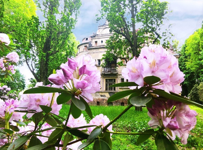 Najpiękniejsze różaneczniki kwitnące przy Pałacu Czettritzów w Wałbrzychu [ZDJĘCIA]