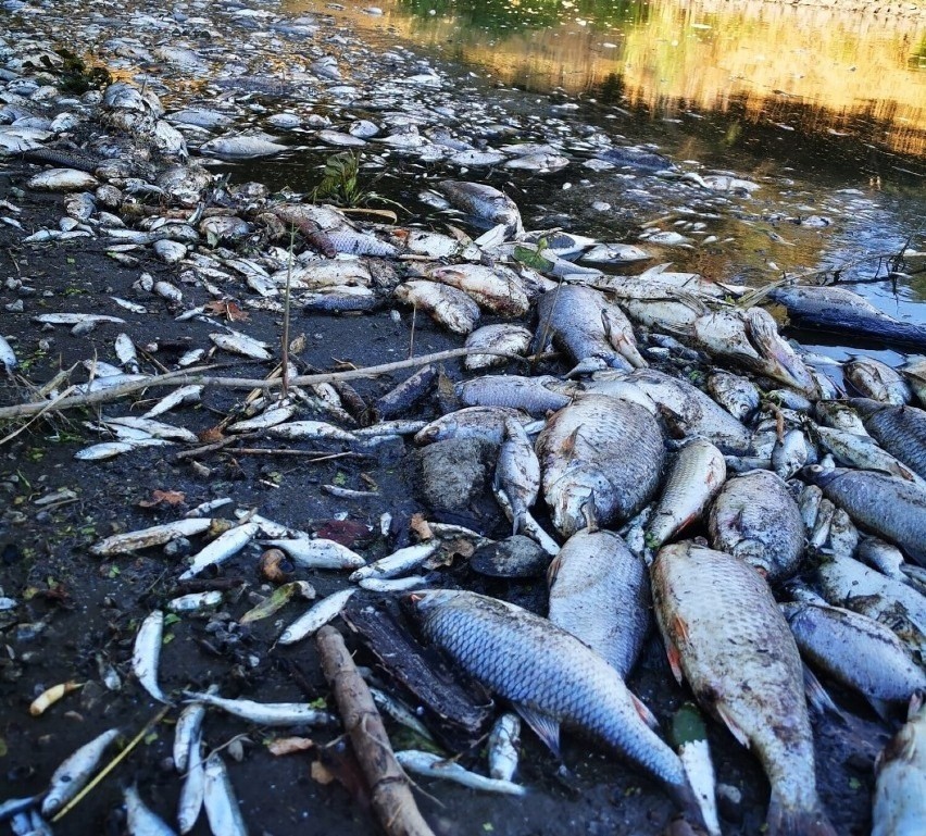 Śnięte ryby w Odrze to najważniejszy temat w regionie od...
