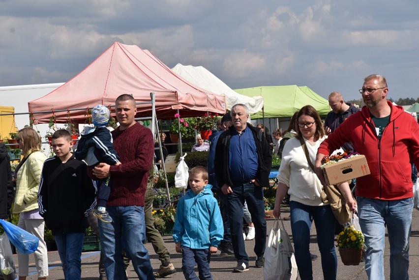 Wiosenne Targi Ogrodnicze Przechlewo 2022 za nami! Ponad sto stoisk i tłumy odwiedzających na płycie lotniska w Sąpolnie ZDJĘCIA