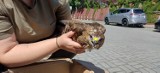 Leśniczka z Gubina znalazła rannego myszołowa. Ptak trafił pod opiekę "Ptasiego Azylu" w Zielonej Górze