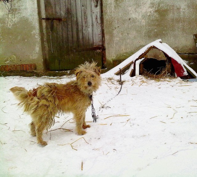 Budy dla psów i kotów powinny być w zimę ogrzane