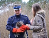 Myszołów uratowany przez gdańskich policjantów na Trasie Sucharskiego, wrócił na łono natury [zdjęcia, wideo]