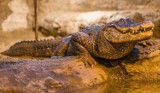 ZOO Płock. Aligatorzyca Marta świętuje 92. urodziny. Płocki Ogród Zoologiczny zaprasza na "przyjęcie urodzinowe"