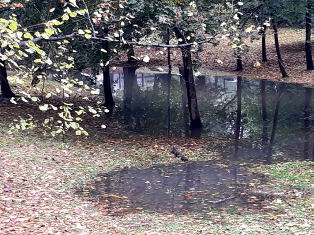 W parku przy Willi NOT w Trzebini powstało cuchnące rozlewisko. Ścieki wylały, bo ktoś wrzucił do studzienki kanalizacyjnej konary drzew i elementy mebli.