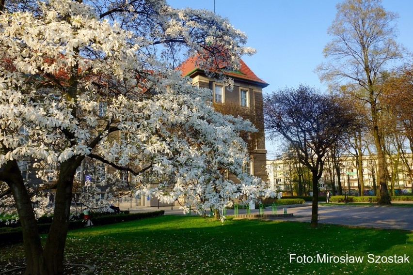 Wiosna 2016 w Bytomiu. Zobacz, jaki piękny maj
