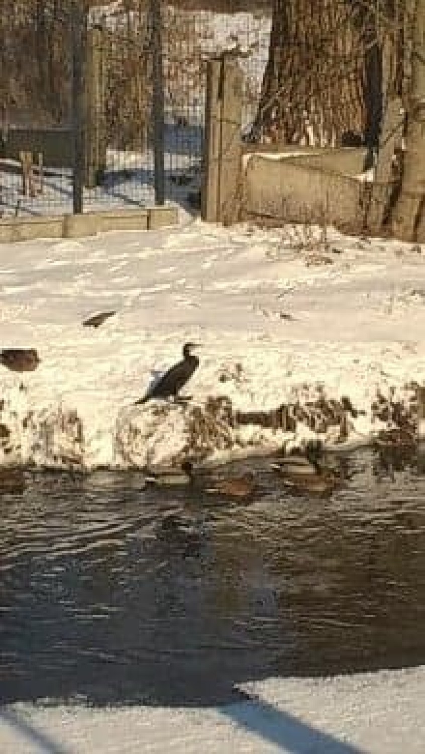 Kilka osobników  założyło gniazda nad rzeką Mień w Lipnie....