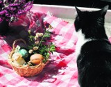Wielkanoc z uratowanymi kotkami