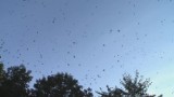 Ptaki w Kaliszu: Tysiące szpaków na osiedlu - Hitchcock byłby zachwycony! [WIDEO, ZDJĘCIA]