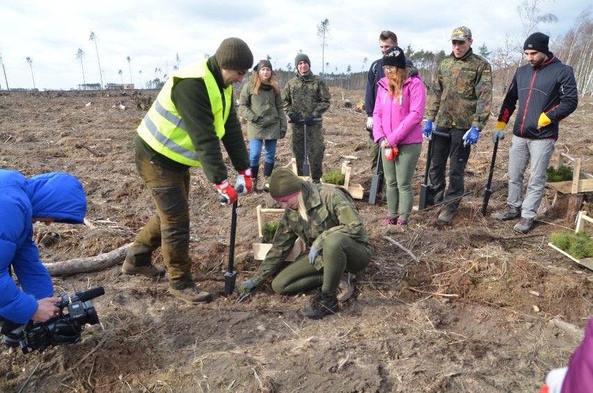 Studenci z Poznania pomogą w odnawianiu naszych lasów. Dziś rozpoczęli akcję sadzenia drzew