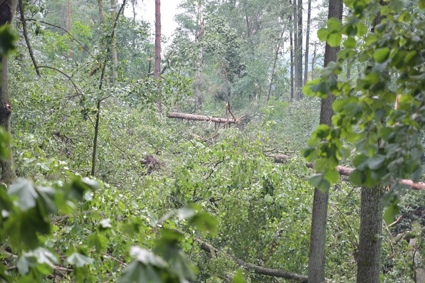 Potężna nawałnica przeszła w okolicach Tlenia i Osia w powiecie świeckim. Są duże zniszczenia
