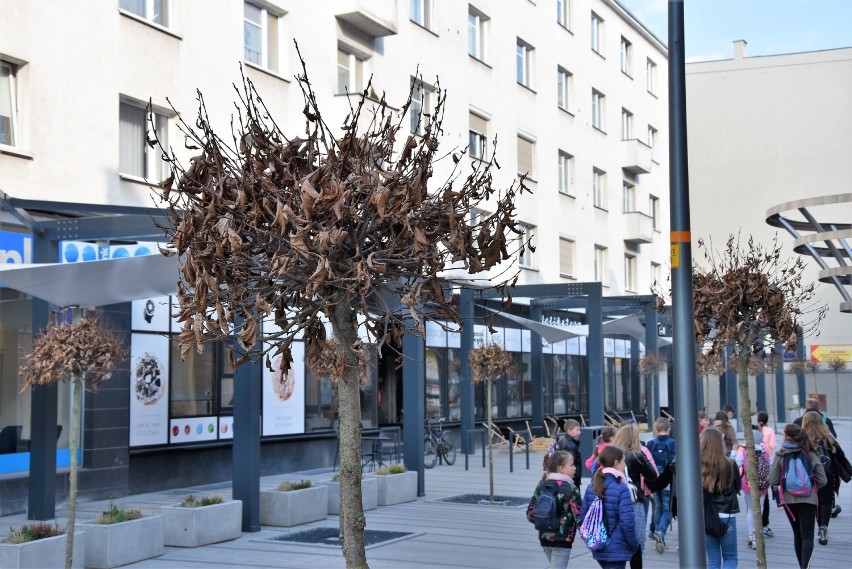 Drzewa na ulicy Krakowskiej w Opolu. Ekolodzy twierdzą, że...