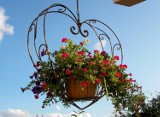 Balkon tonący w kwiatach. Najwyższy czas wybrać wybrać i posadzić rośliny na balkonie