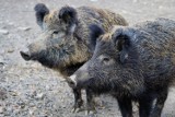 Dąbrowa Górnicza. Spotkanie w sprawie dzików, które ciągną coraz częściej do miasta. Jaki jest złoty środek, by się ich pozbyć?