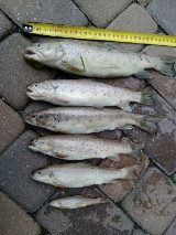 Śledczy będą ustalać sprawców skażenia rzeki Kaczej. Chemikalia spowodowały śmierć ryb ZDJĘCIA