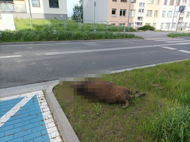 Potrącony dzik na ulicy Nałkowskiej w Wałbrzychu. Tuż za budynkiem zainstalowano odłownię na dziki