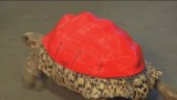 Ranny żółw ze skorupą wydrukowaną w 3D [wideo]