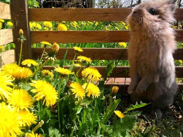 Kleszczewo - zwierzęta kochają wiosnę