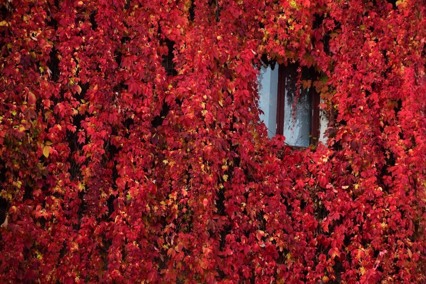 Kolorowa jesień na Podkarpaciu. Zobaczcie zdjęcia z Beskidu Niskiego