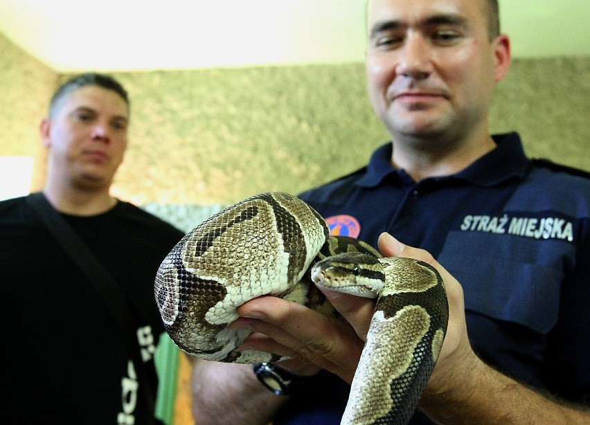 Członkowie Animal Patrolu zostali przeszkoleni w poskramianiu węży