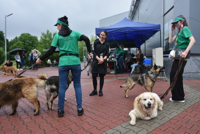 Na czerwcowym charytatywnym pikniku PsyWitanie Lata organizowanym przez Fundację Hospicjum Starego Psa u Psiej Mamy można było poznać podopiecznych hospicjum, a także  psy do adopcji, którymi opiekowali się wolontariusze fundacji. fot.