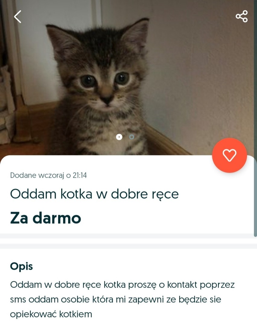 Zwierzaki do oddania za darmo z OLX