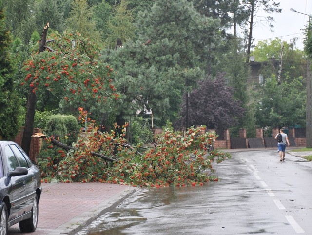 Złamane drzewo przy ul. Batorego