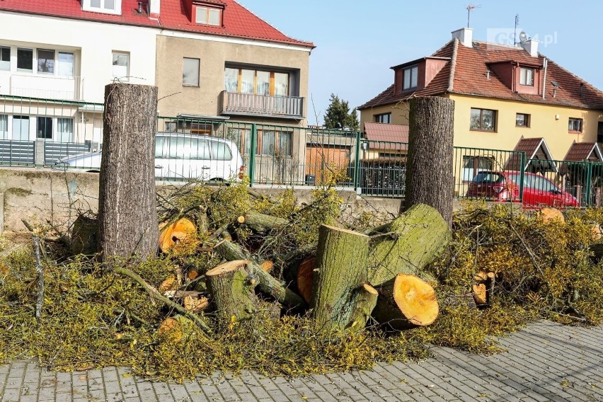 Po wycince drzew na ul. Reymonta w Szczecinie pojawią się nowe? Co dokładnie dolegało drzewom i kiedy pojawią się nowe?