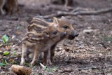 Ponad 300 dzików do odstrzału  w powiecie tomaszowskim. Odstrzał zarządził wojewoda 